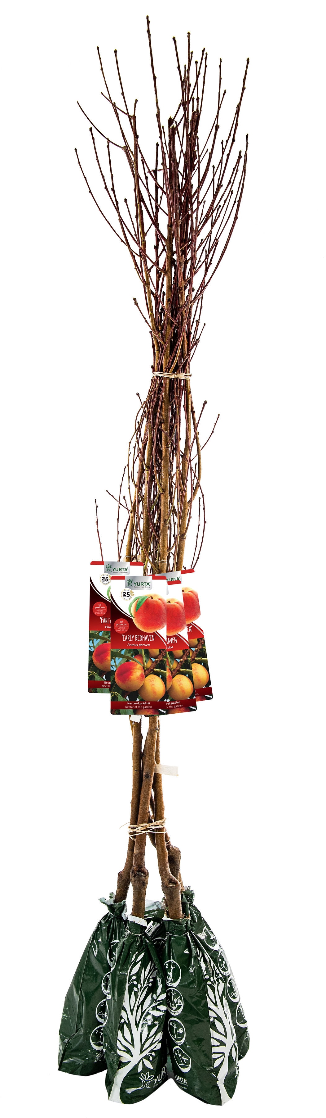 Pom Fructifer Specia Piersic