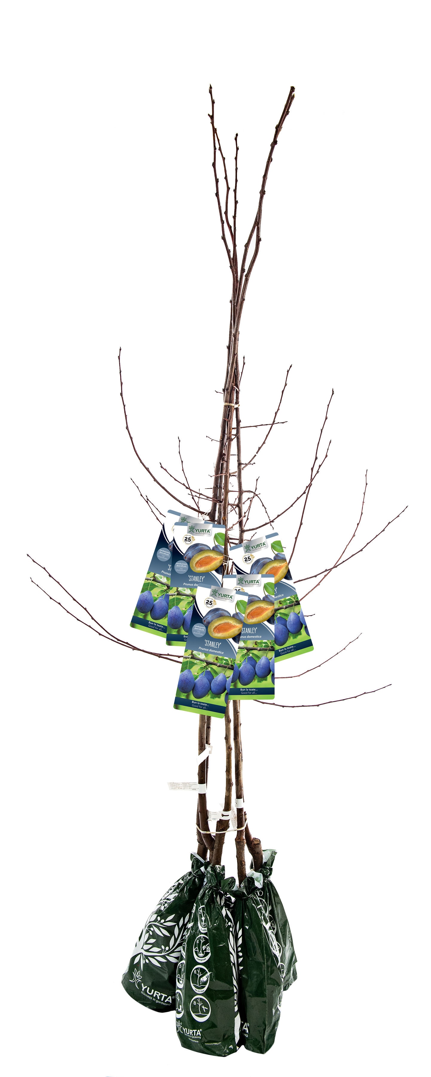 Pom Fructifer Specia Prun