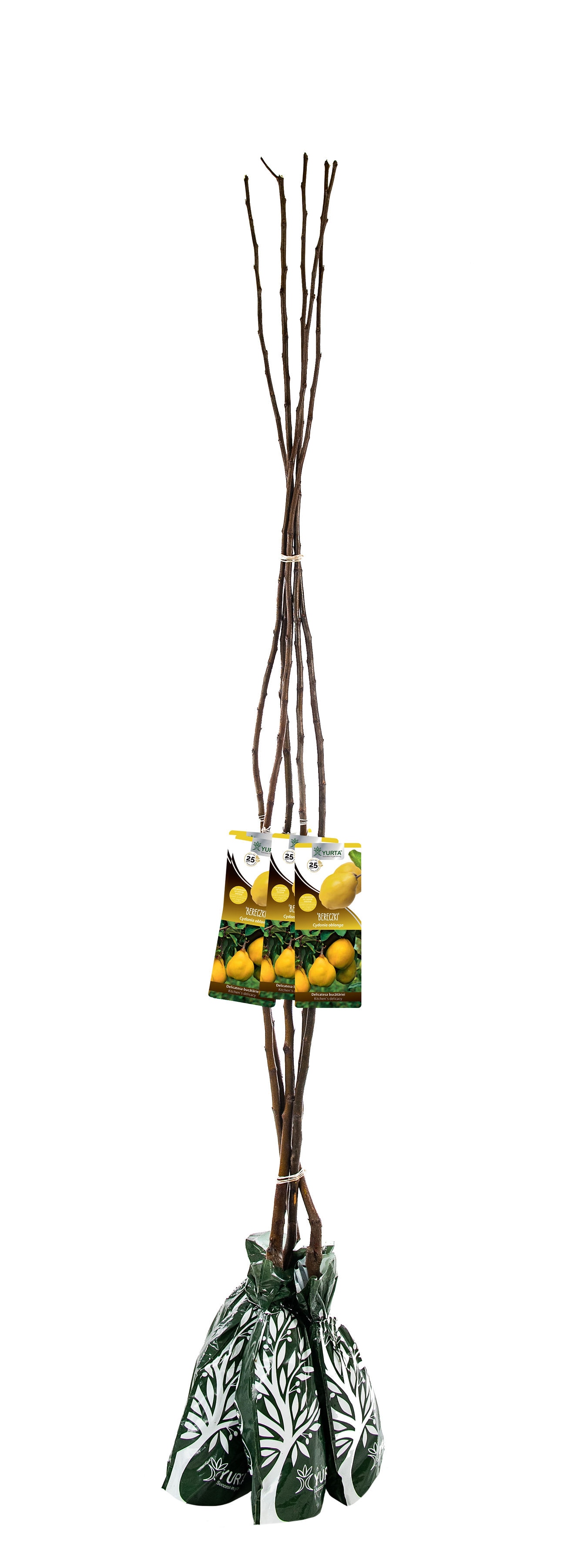 Pom Fructifer Specia Gutui