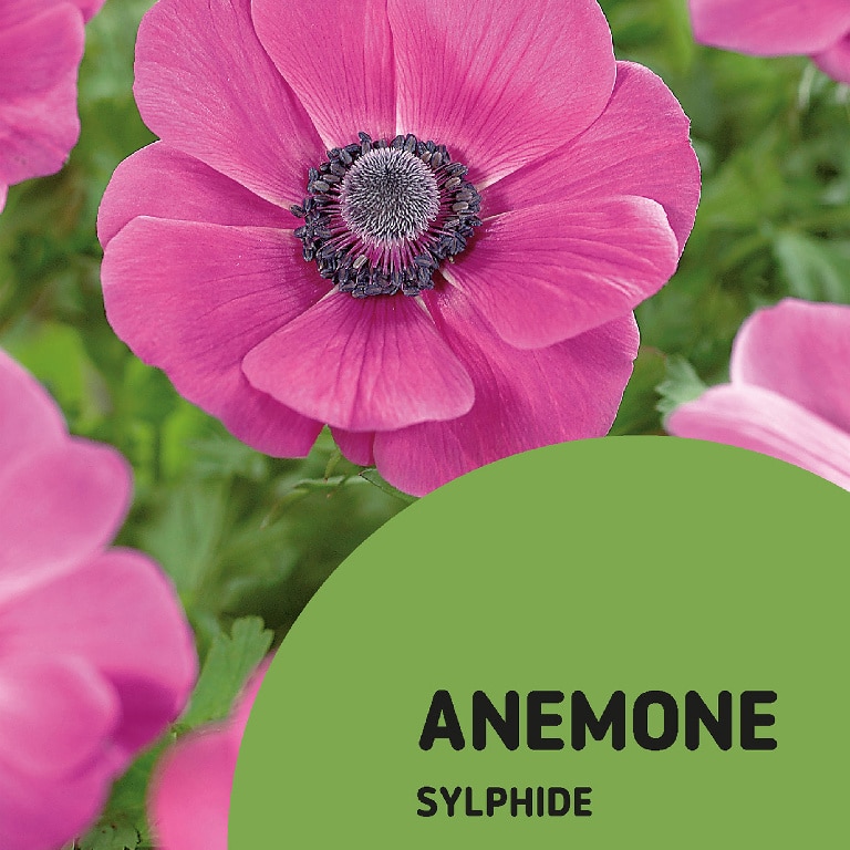 Anemone Sylphide 15