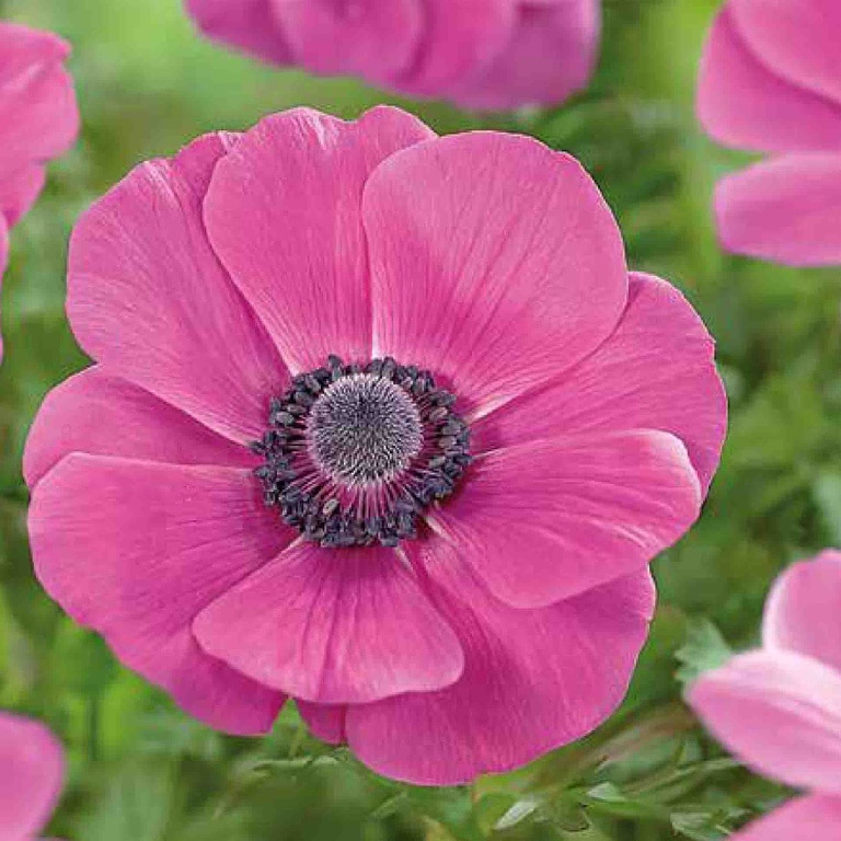 Anemone Sylphide 15