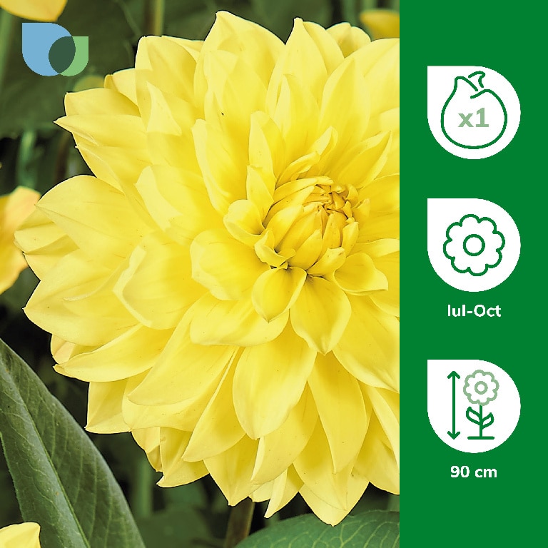 Bulb Dahlia Glorie Van Heemstede, galben
