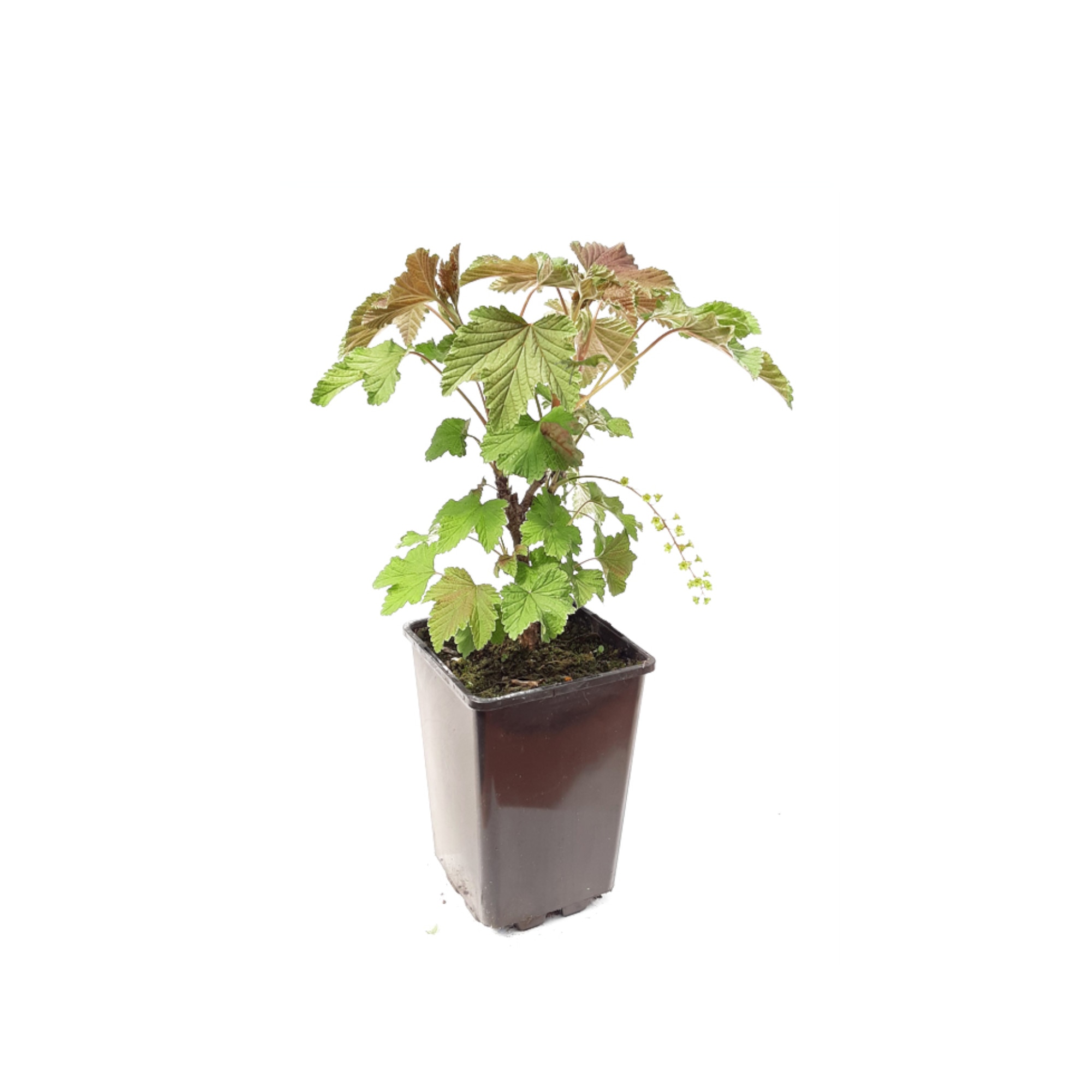 Mix arbusti fructiferi la ghiveci, 1 L