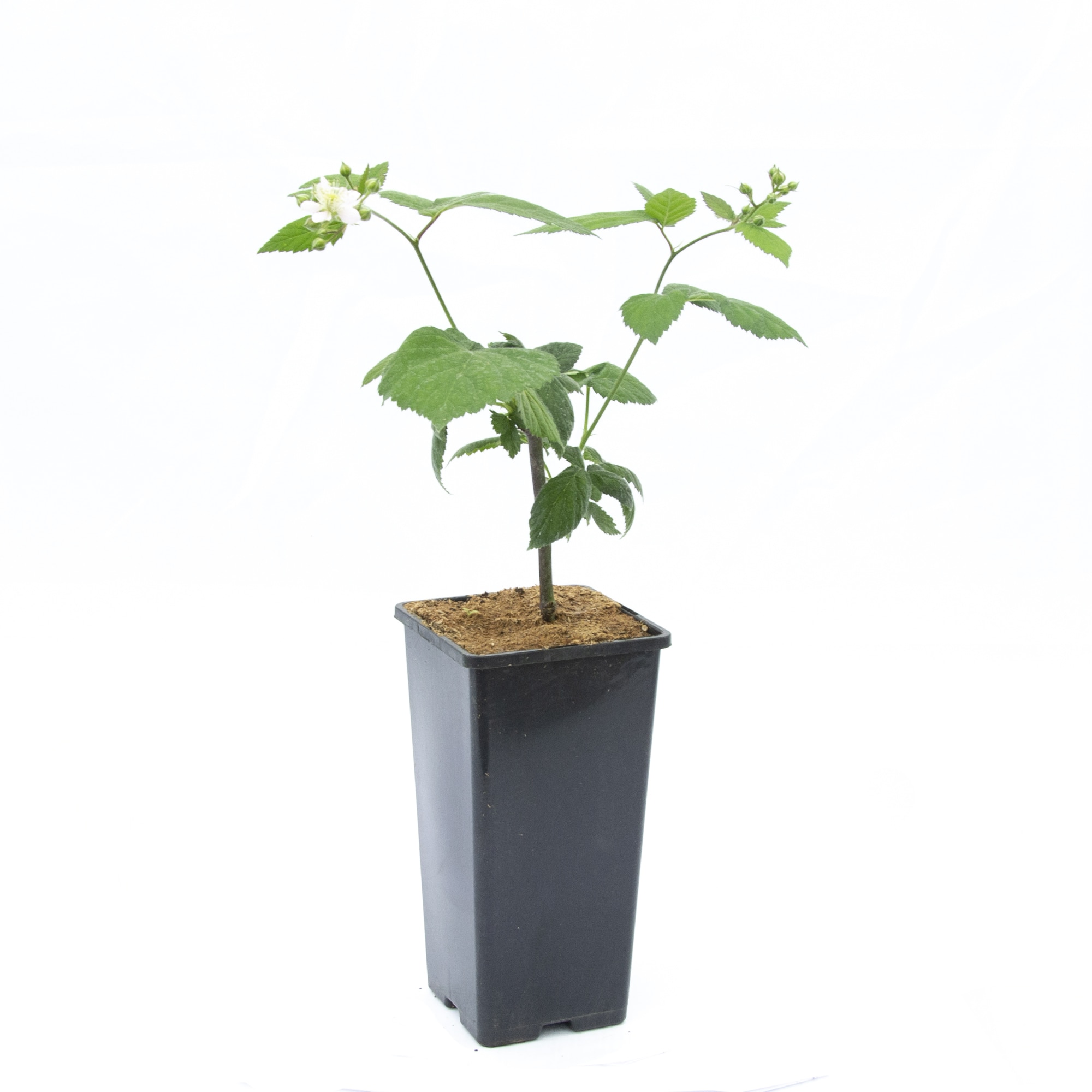 Mix arbusti fructiferi la ghiveci, 2 L