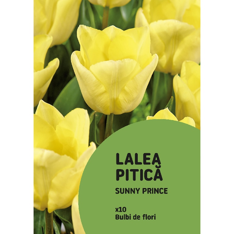 Bulbi VERVE Lalele Galben Sunny Prince, galben