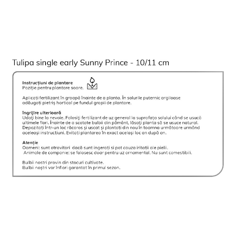 Bulbi VERVE Lalele Galben Sunny Prince, galben