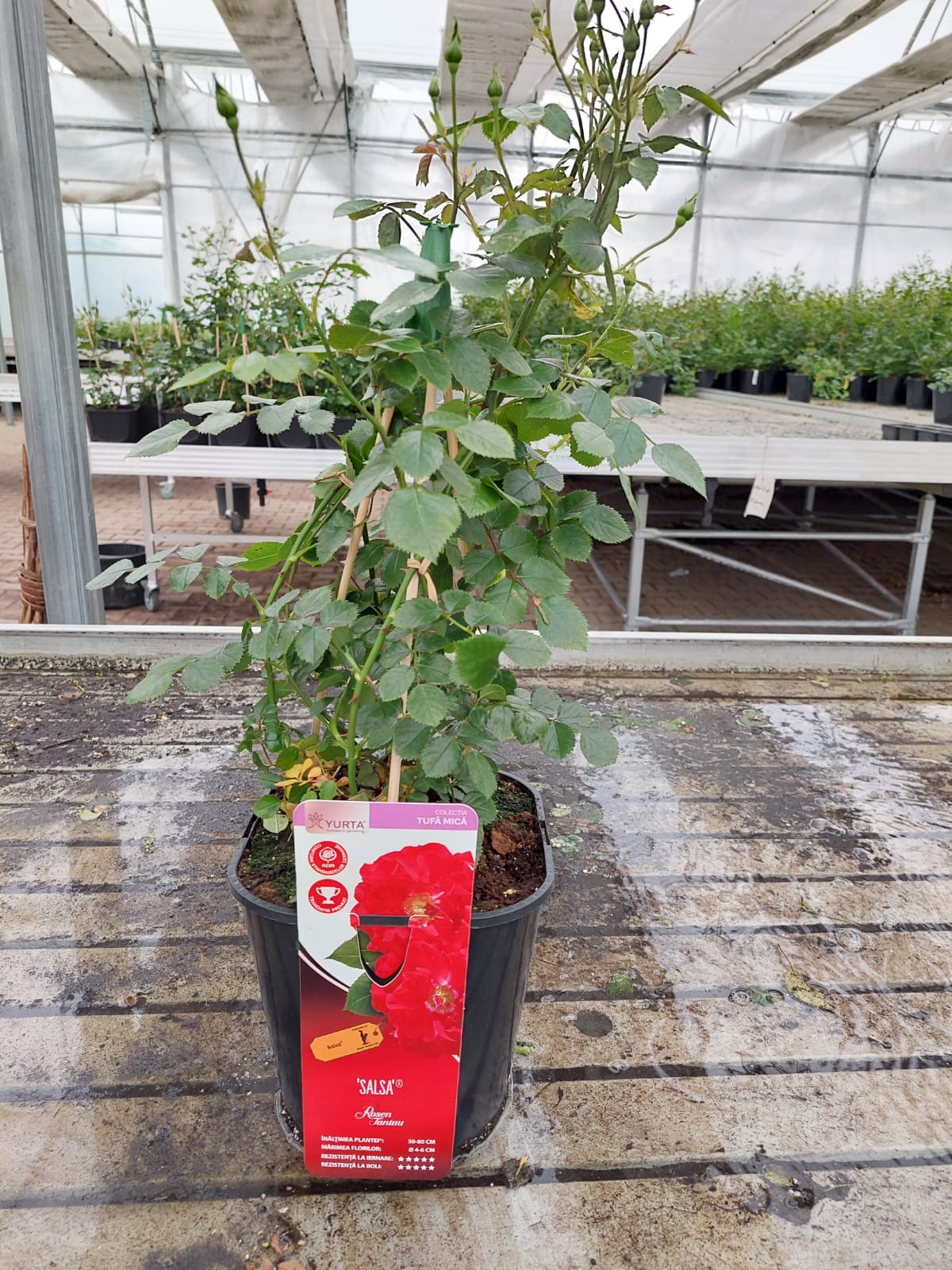 Trandafiri Tantau La Ghiveci 4L