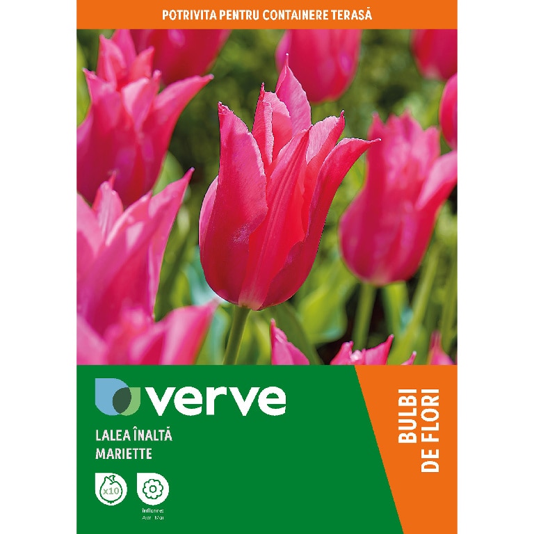 Bulb VERVE Lalea Lly Roz Mariette, roz