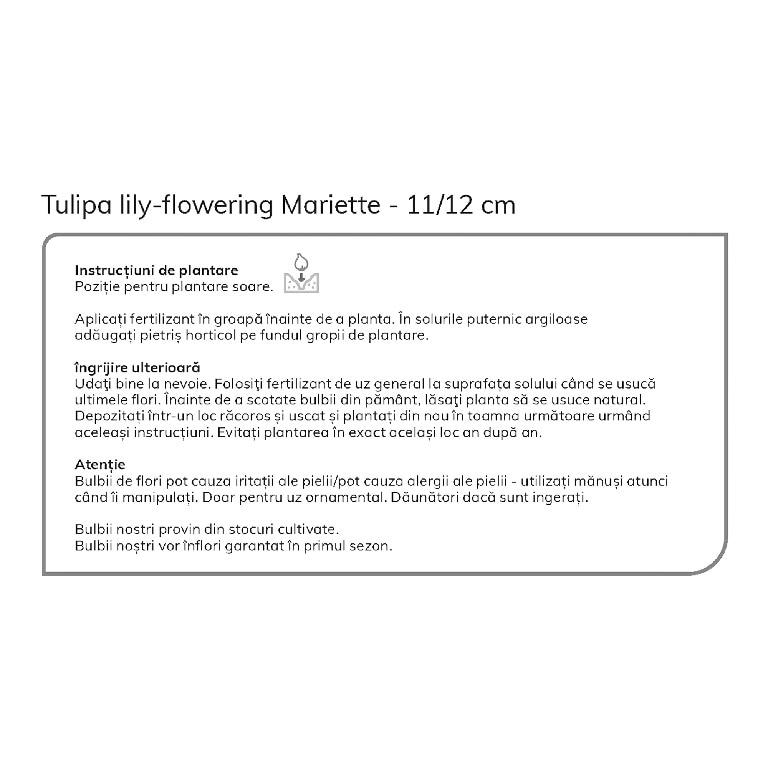 Bulb VERVE Lalea Lly Roz Mariette, roz