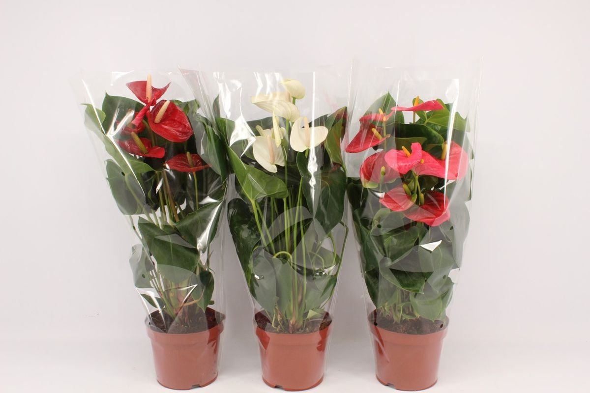 Mix Anthurium