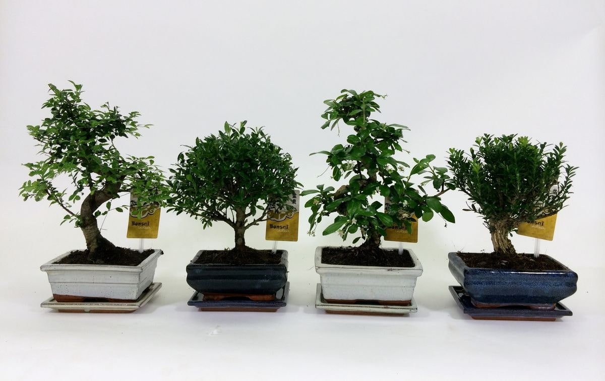 Bonsai traditional, 35cm