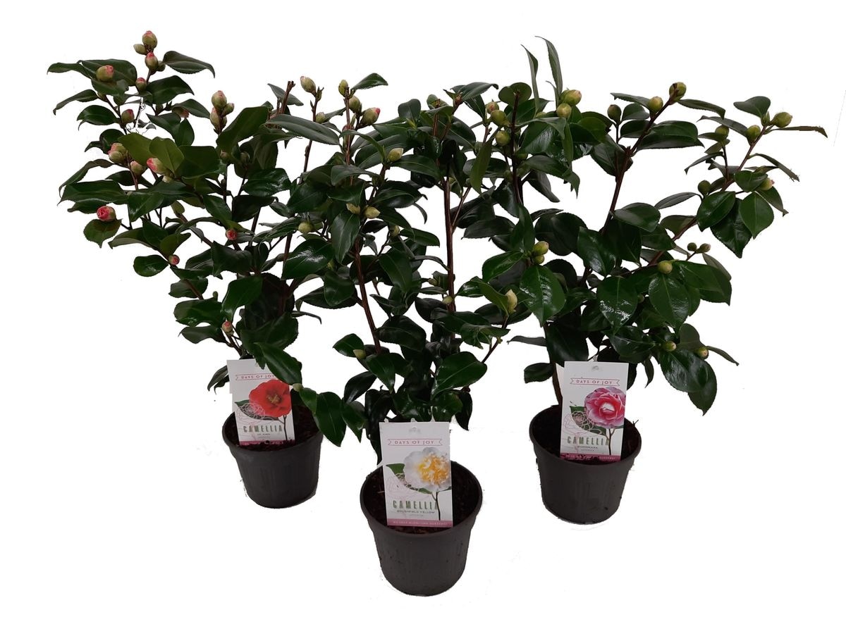 Arbust Camelia Japonica 50 60 cm