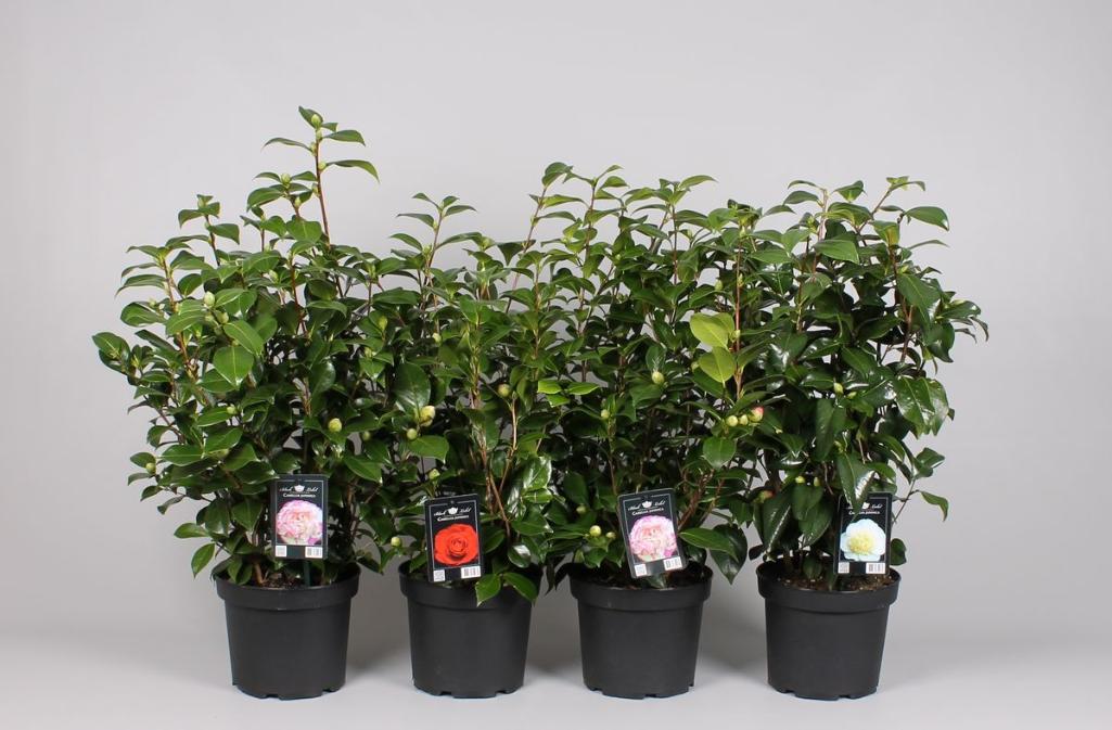 Arbust Camelia Japonica 80-100 cm