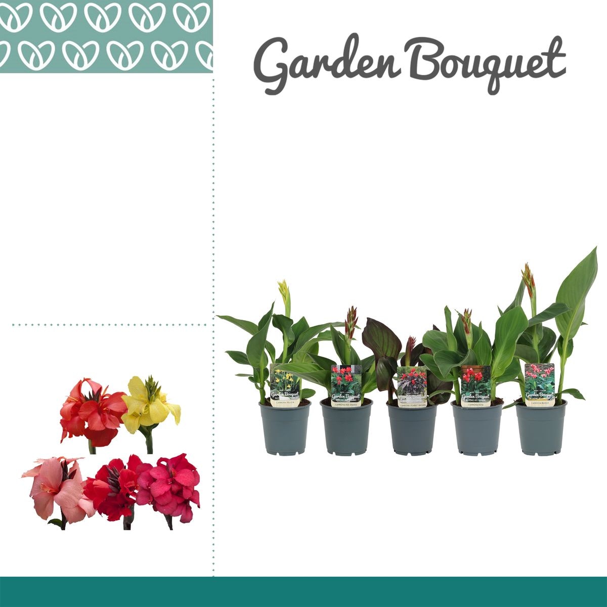 Planta Ext. Canna Cannova 25 30 cm