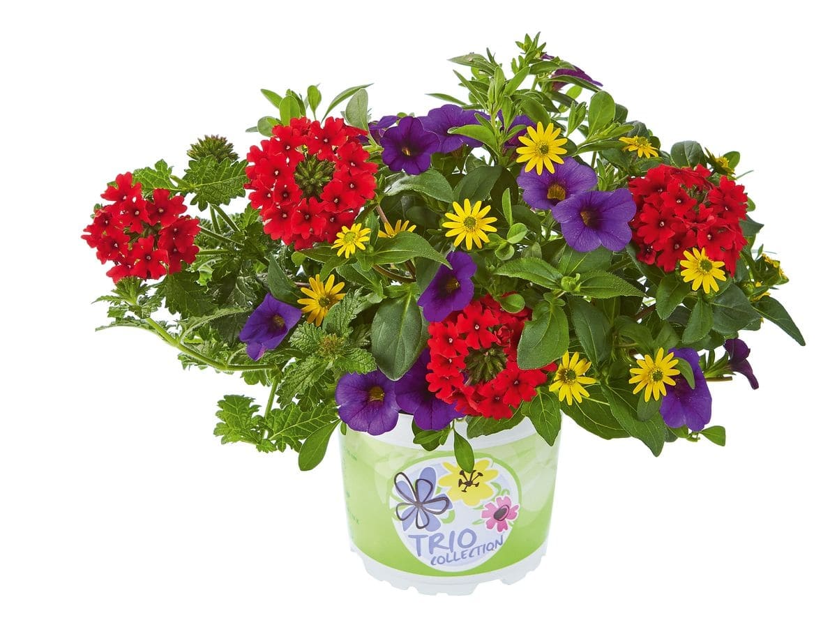 Planta Ext.Checkies Andorra 18 25 cm