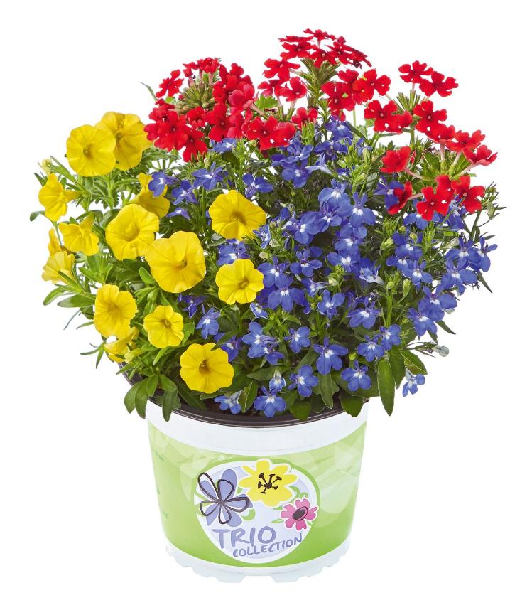 Planta Ext.Checkies Colomb. 18 25 cm