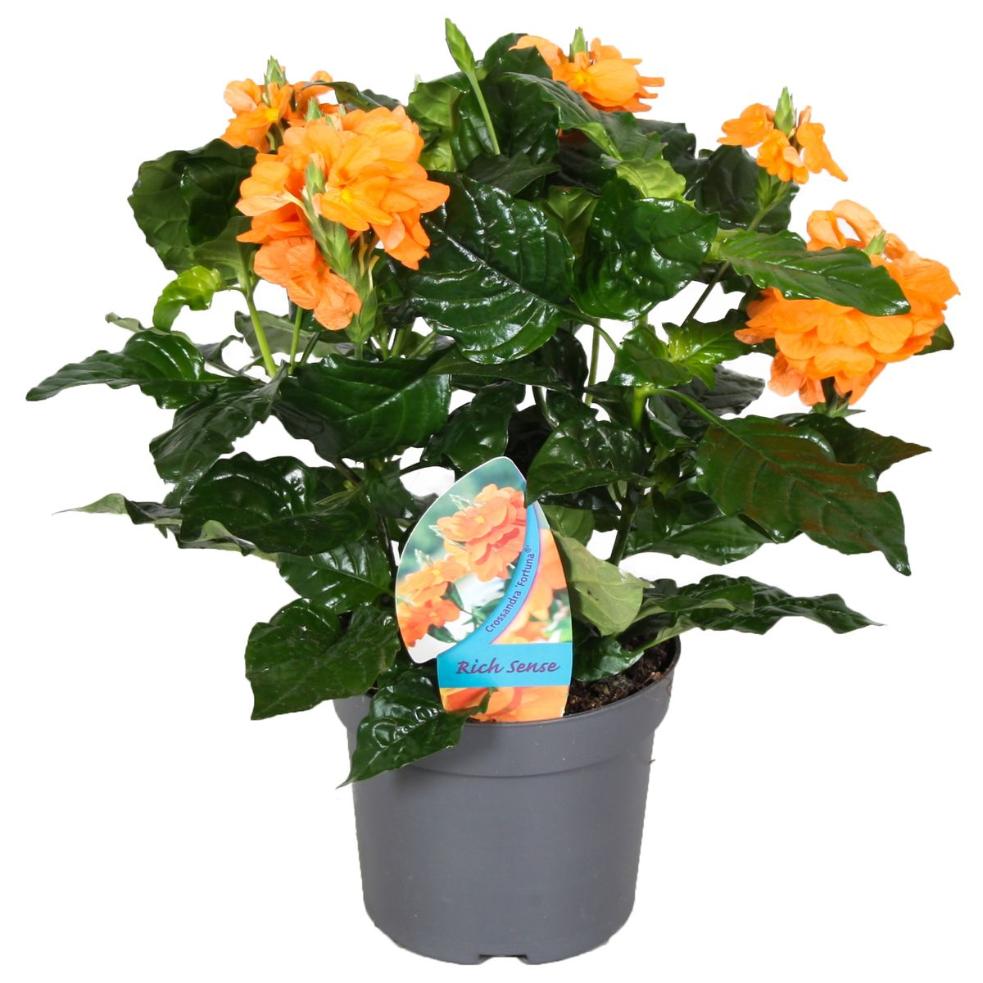 Planta Interior Crossandra Fortuna