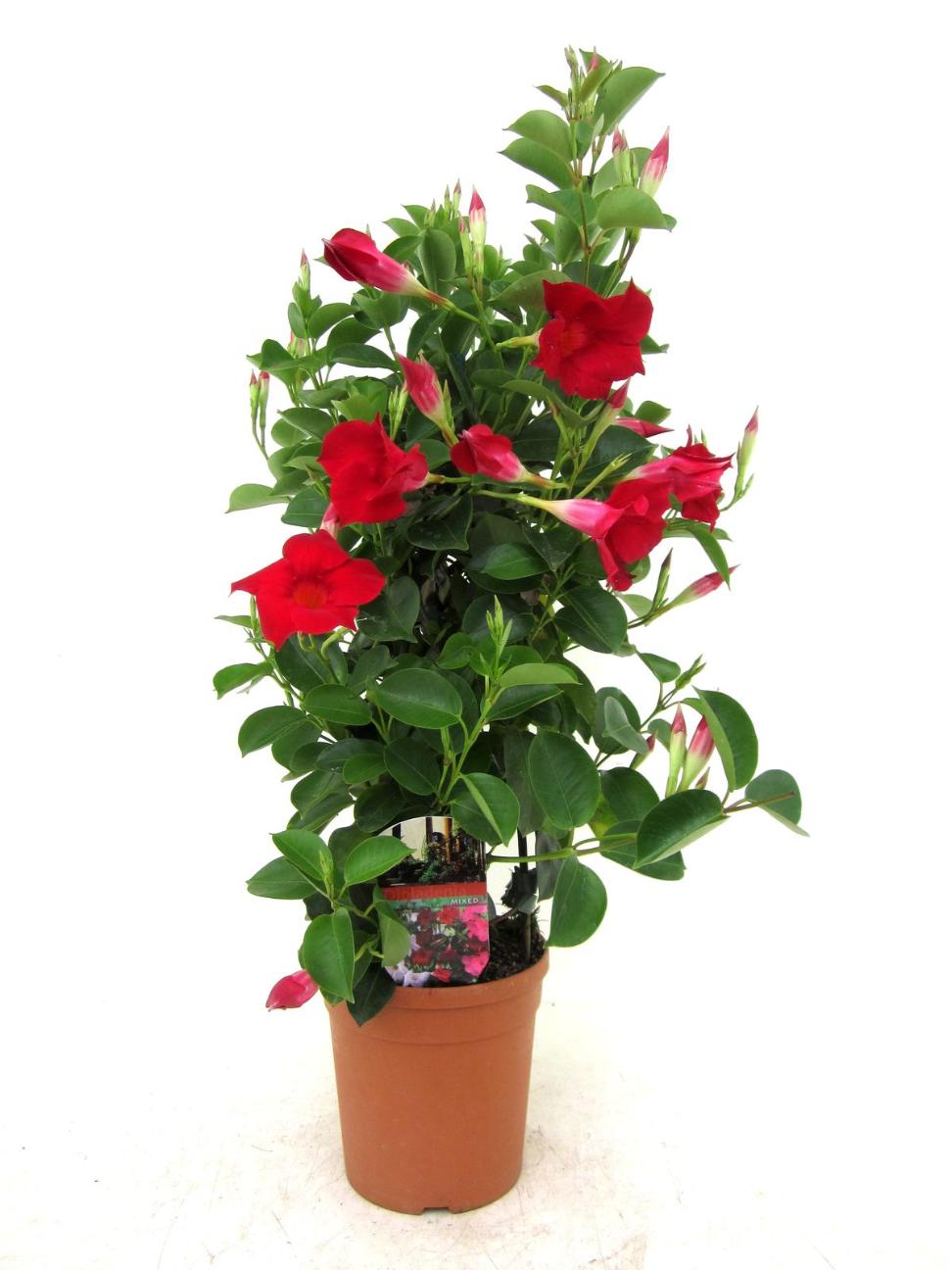 Planta Exterior Dipladenia 40 45  cm