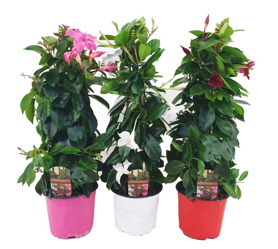 Planta Dipladenia Piramids 60 65  cm
