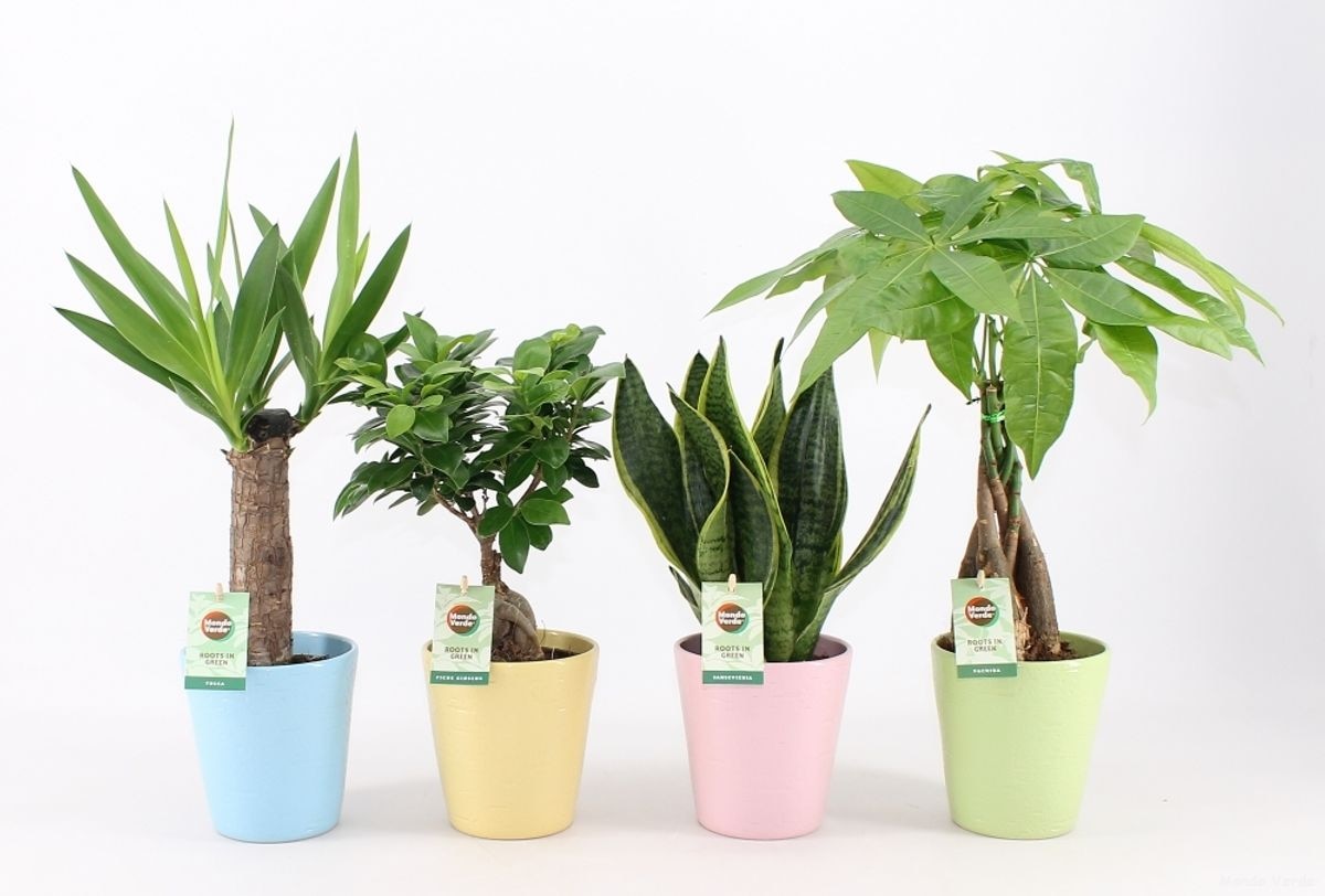 Planta Suculenta In Ghiveci Ceramic