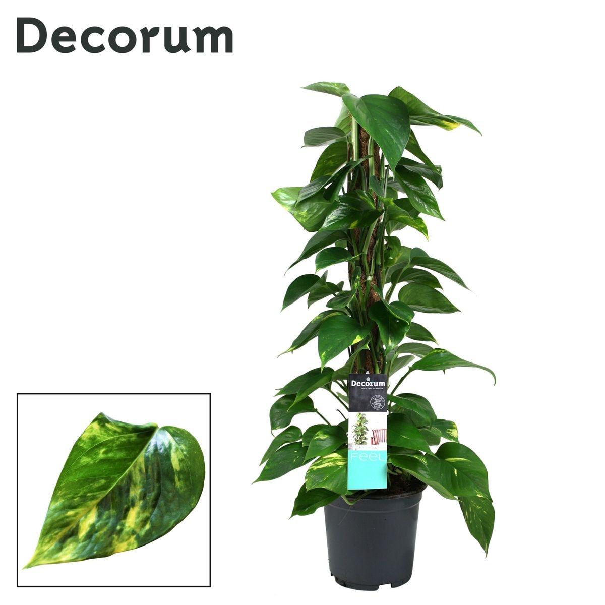 Planta Interior Epipremnum