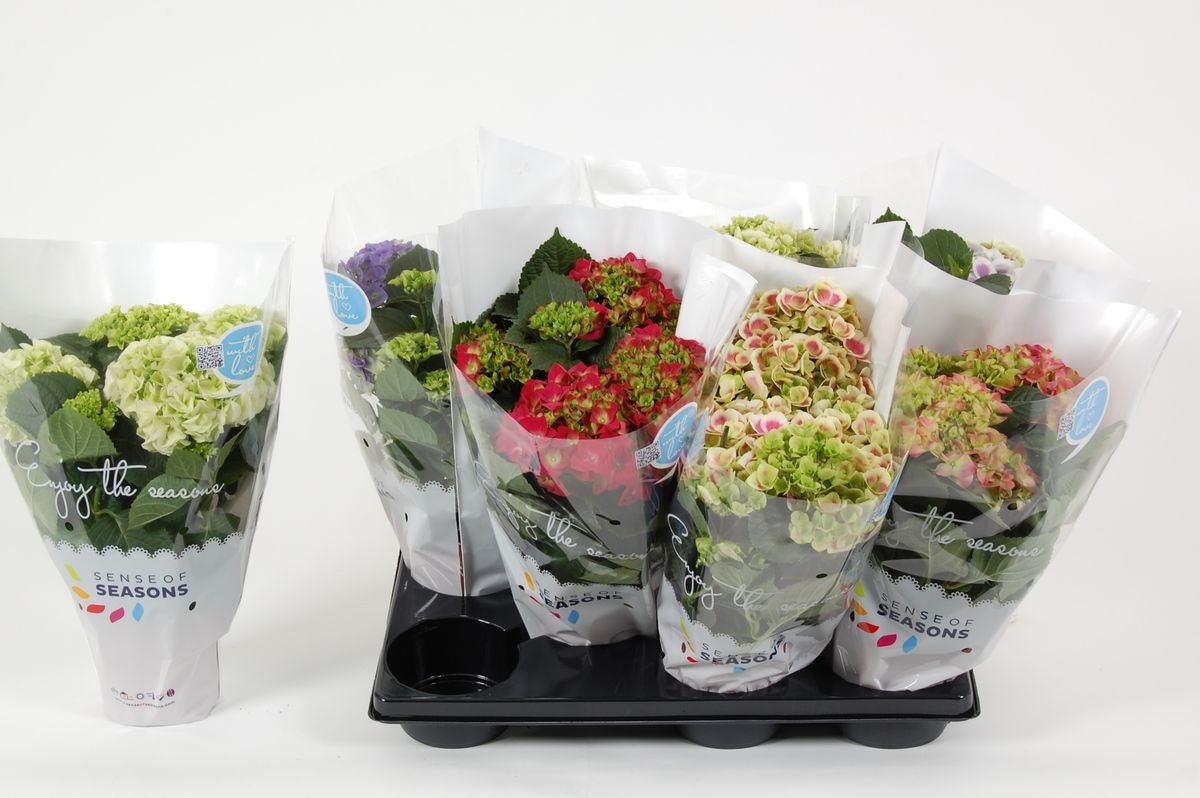 Mix Hortensie Macrophylla D 14  cm