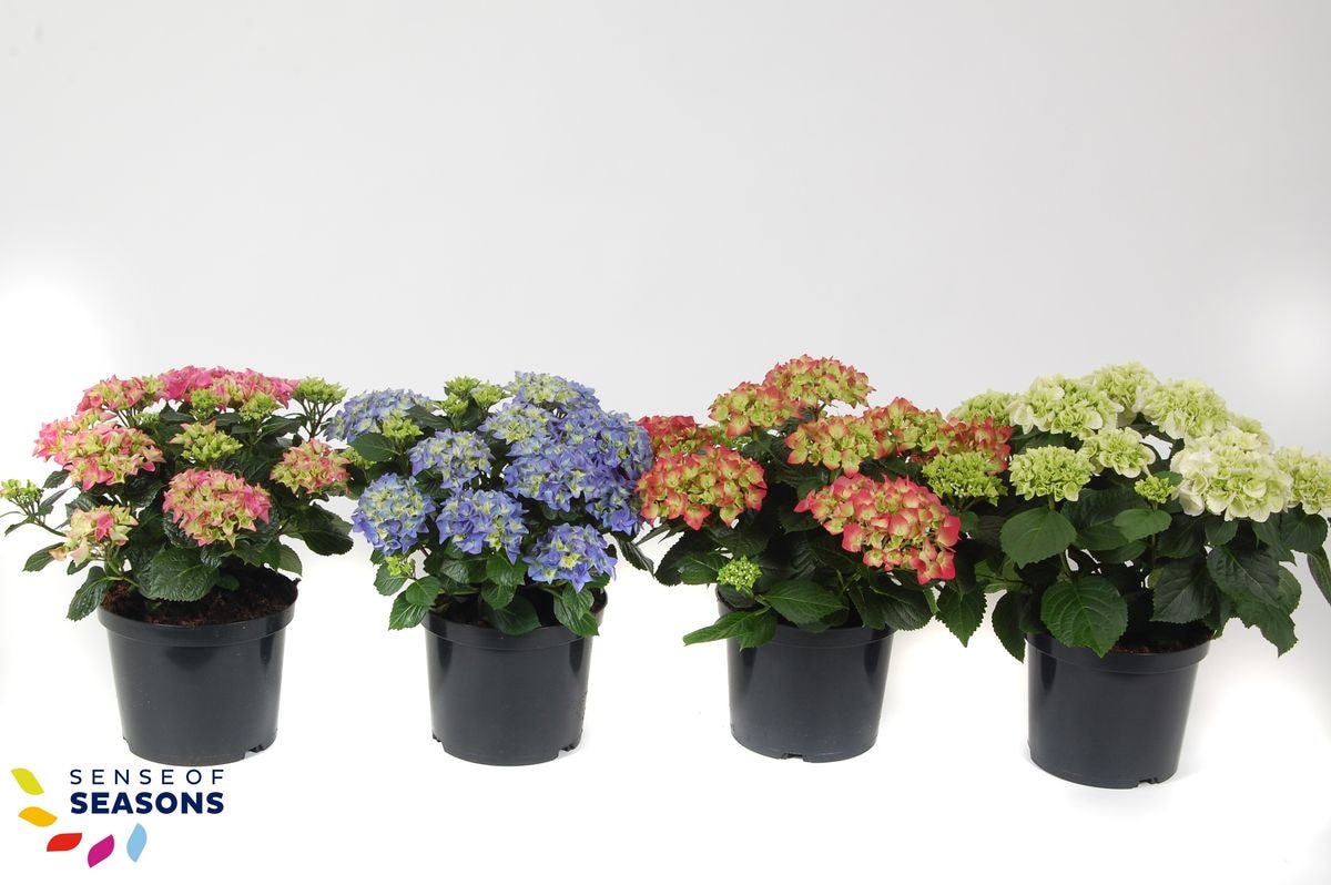 Mix Hortensie Macrophylla D 23  cm