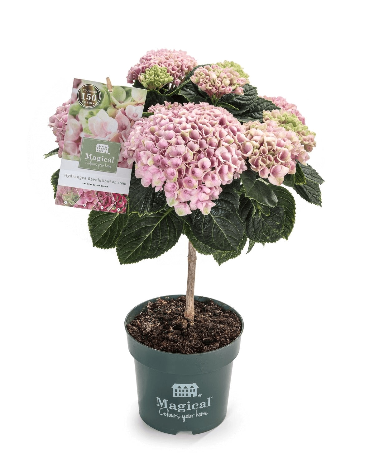 Planta mix Hydrangea Magical, 1 tija, inaltime 50-55 cm