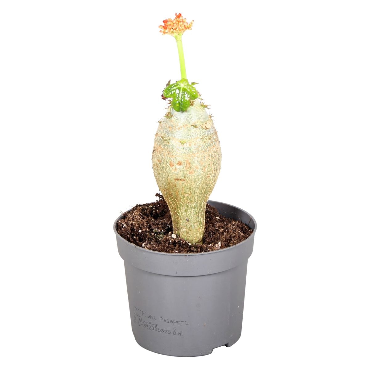 Planta Interior Jatropha Podagrica