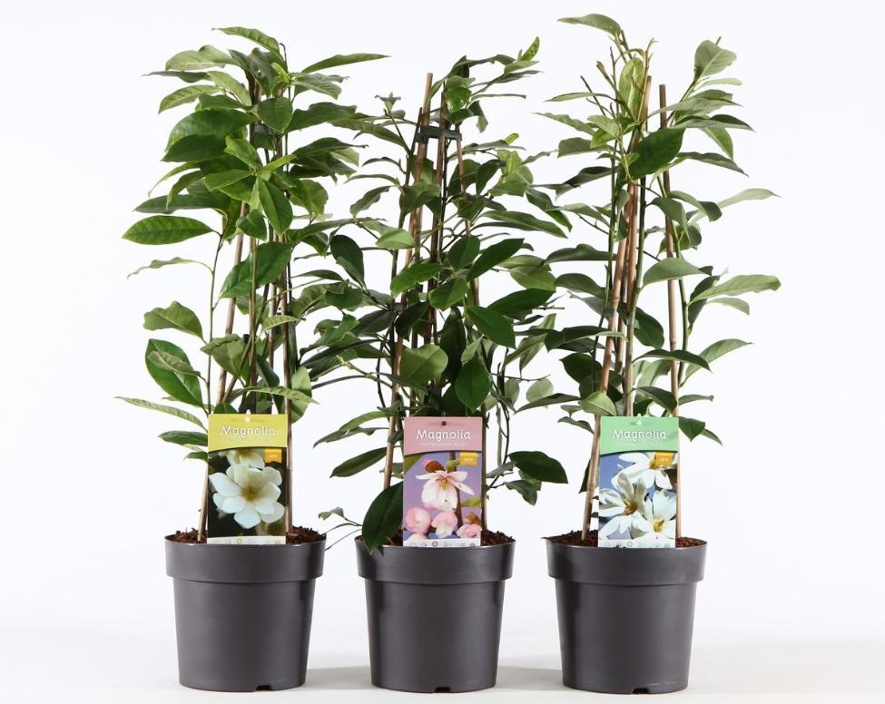 Magnolia 60 80  cm