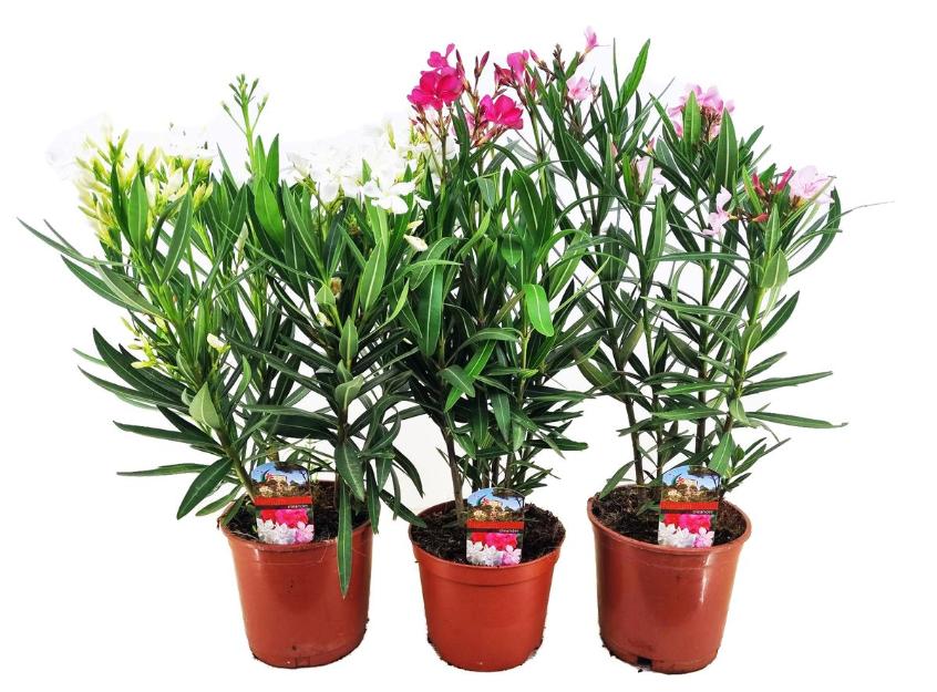 Oleander 45 55  cm