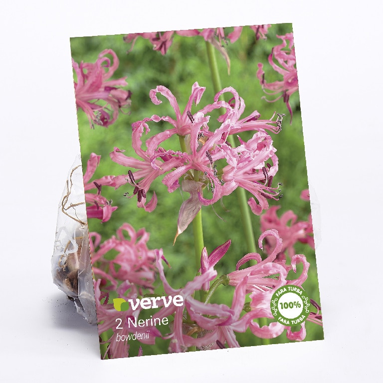 Nerine bowdenii  Verve