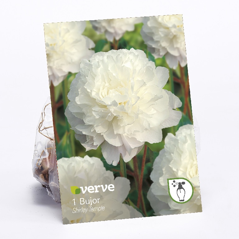 Bulbi Bujor Temple VERVE, alb