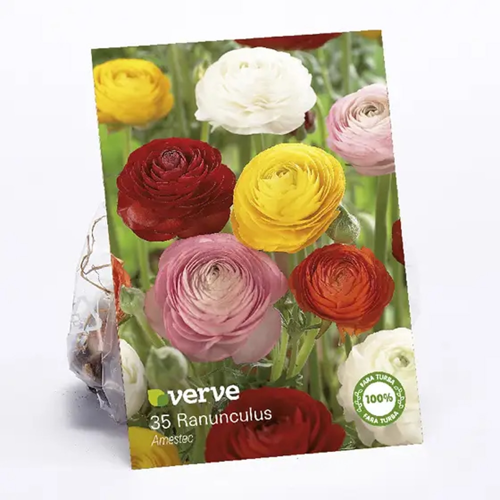 Bulb Ranunculus, mix
