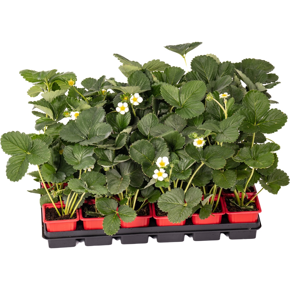 Rasad Capsuni Fragaria X Ananasa, D 7 cm, H 15 cm