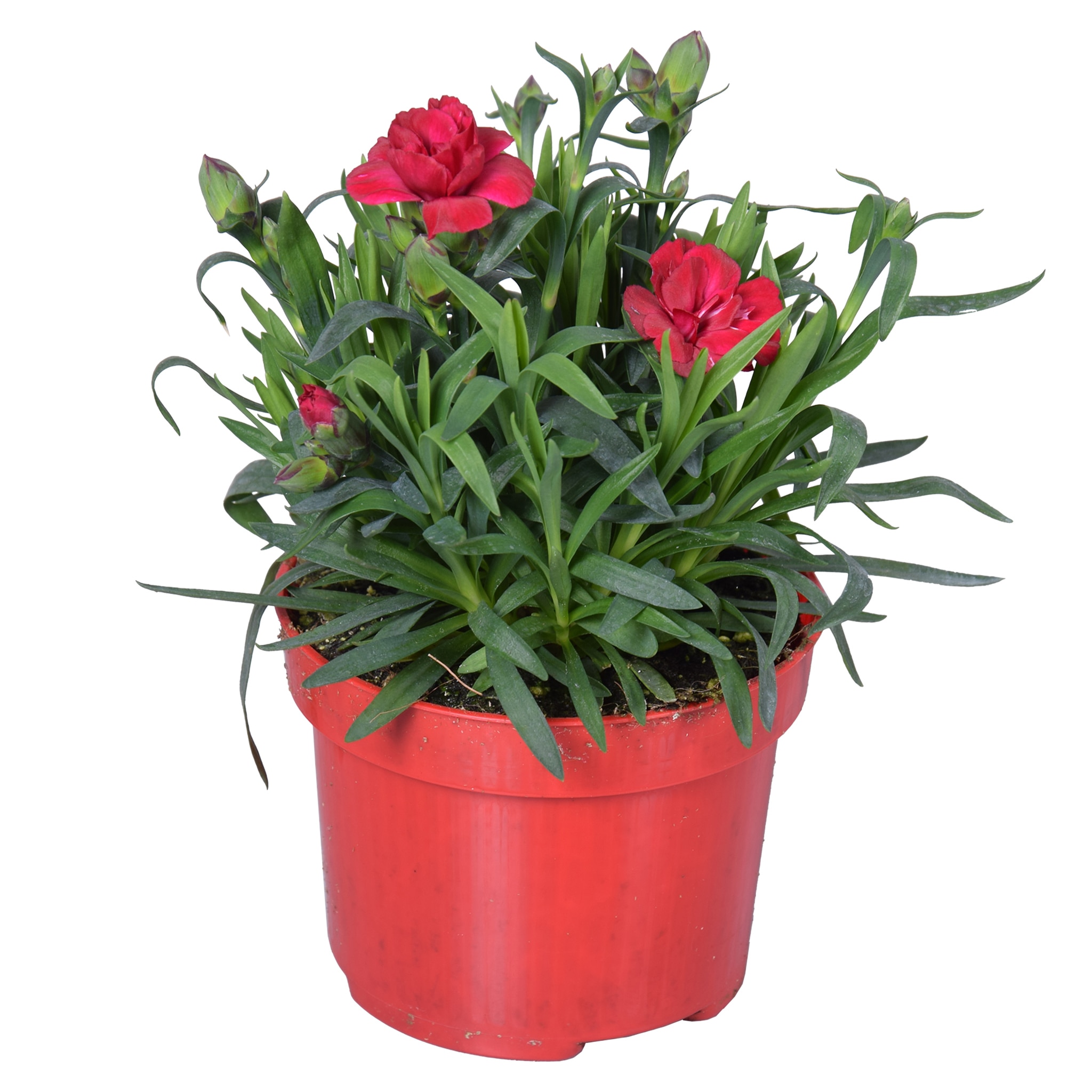 Floare mix Dianthus, in ghiveci, 10.5 cm