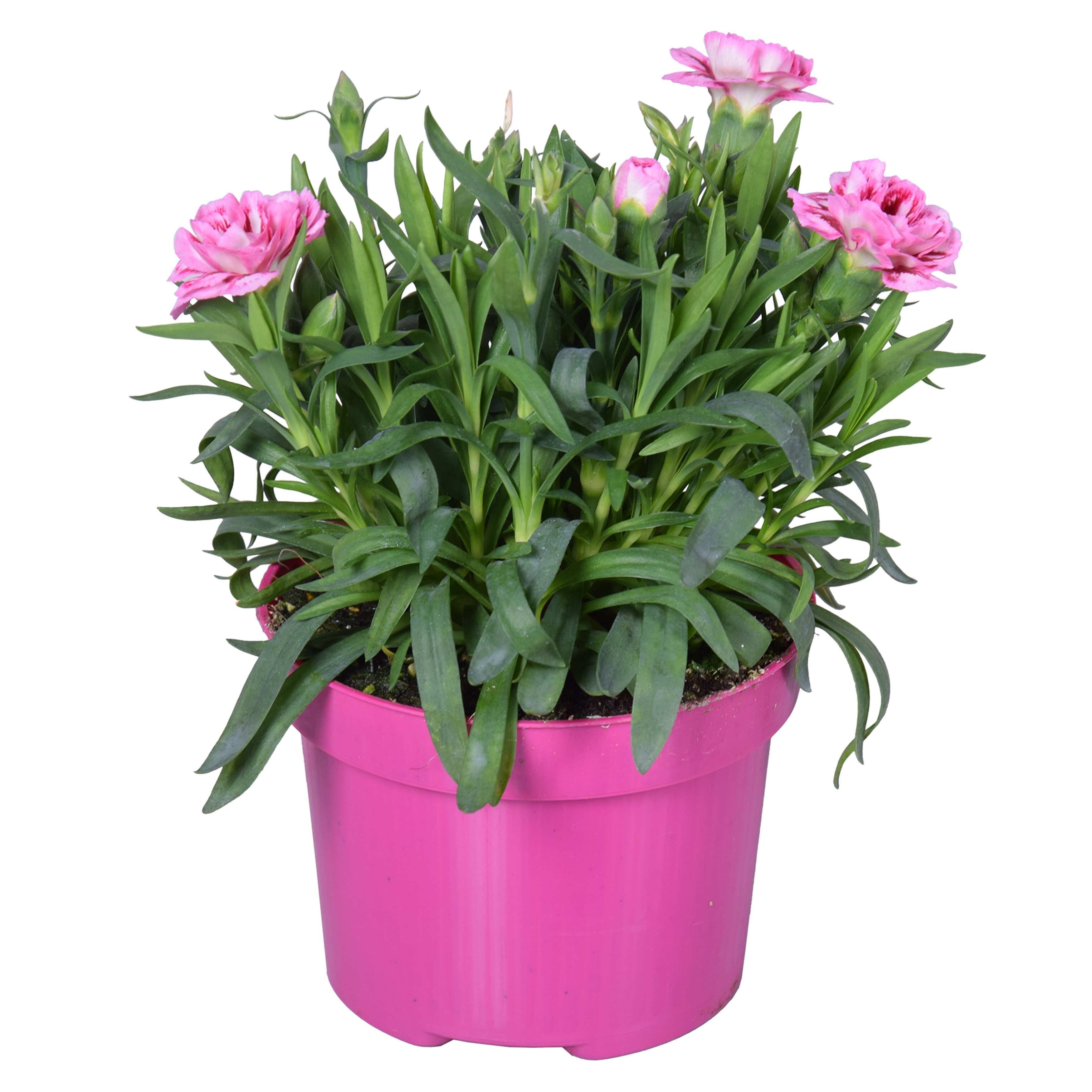 Floare mix Dianthus, in ghiveci, 10.5 cm