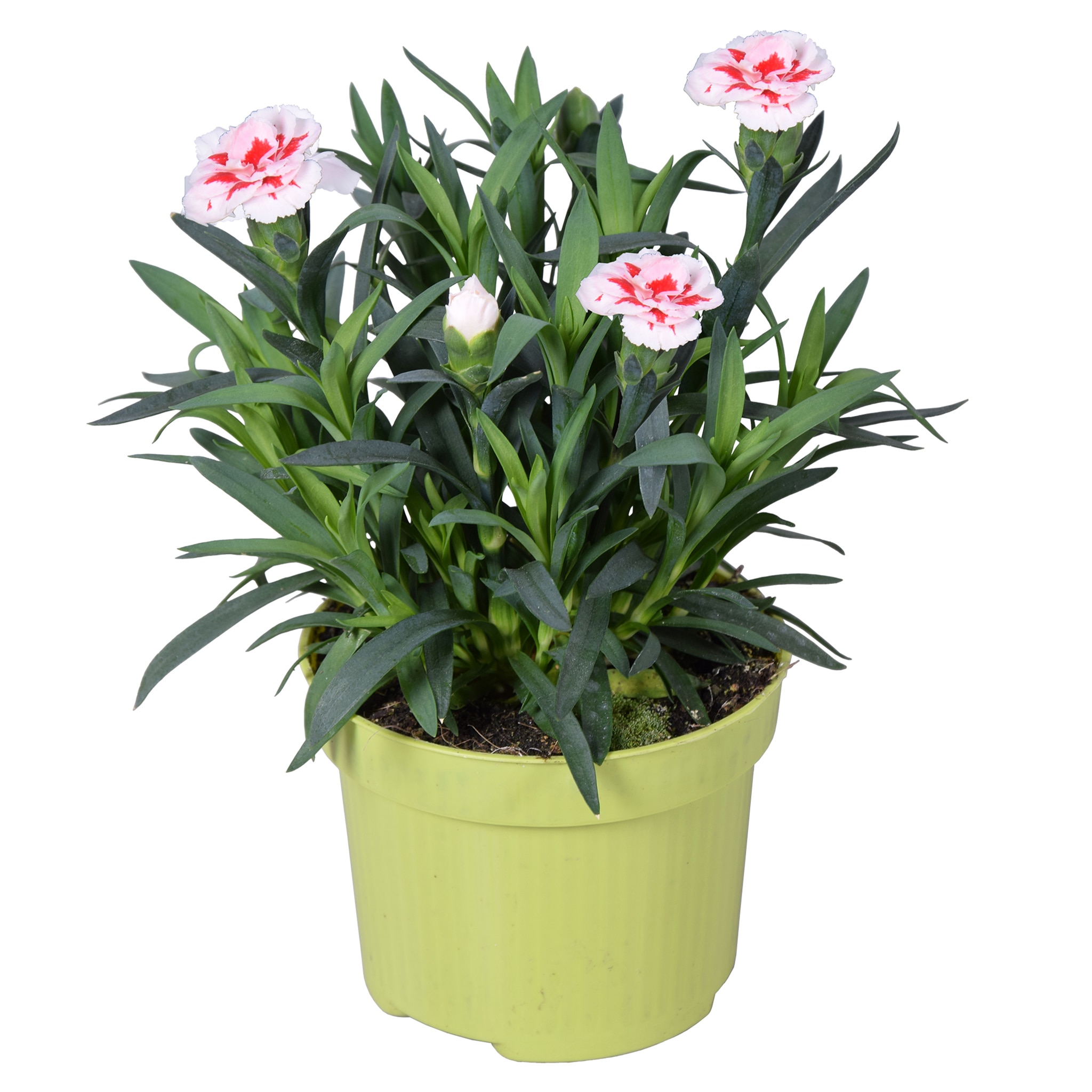 Floare mix Dianthus, in ghiveci, 10.5 cm