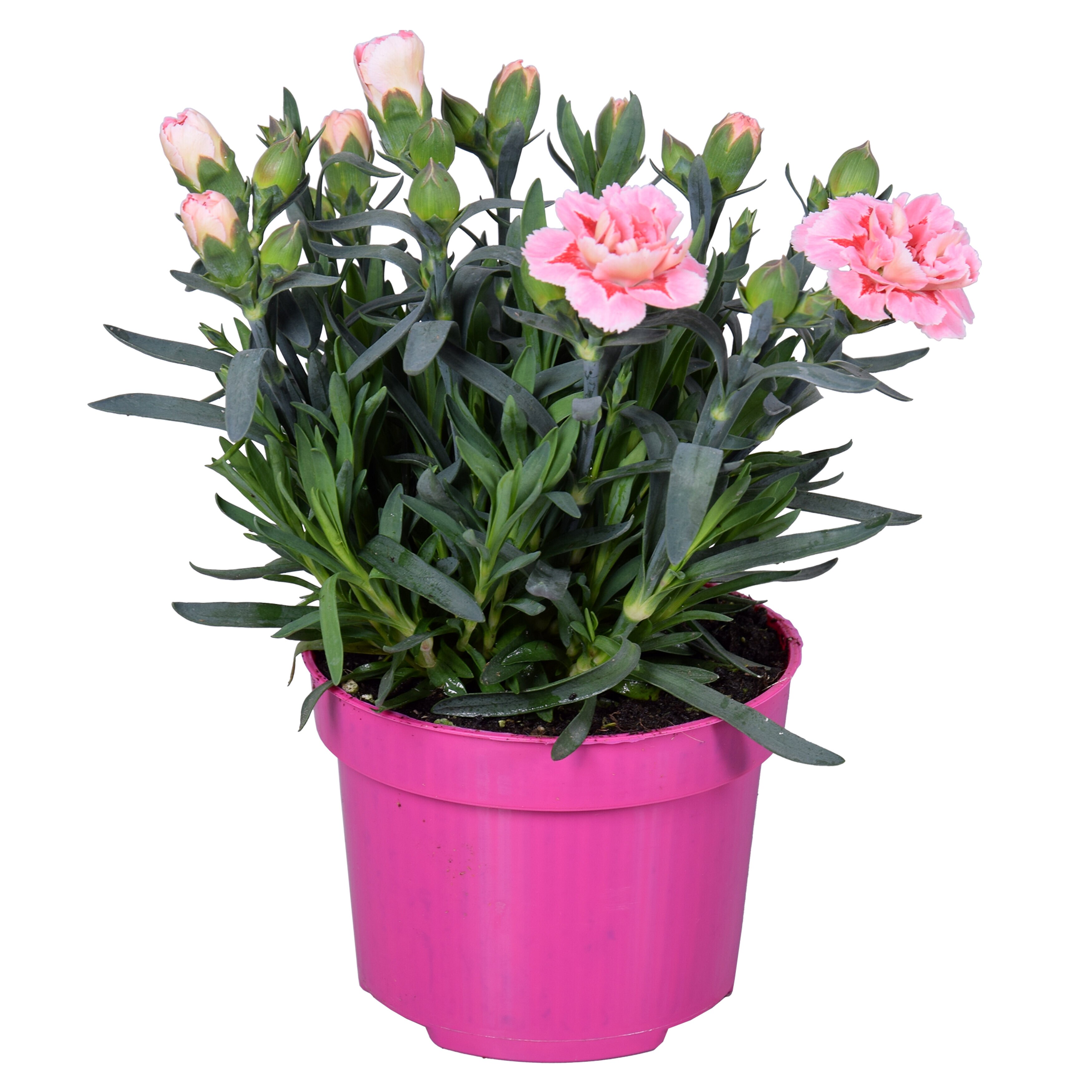 Floare mix Dianthus, in ghiveci, 10.5 cm