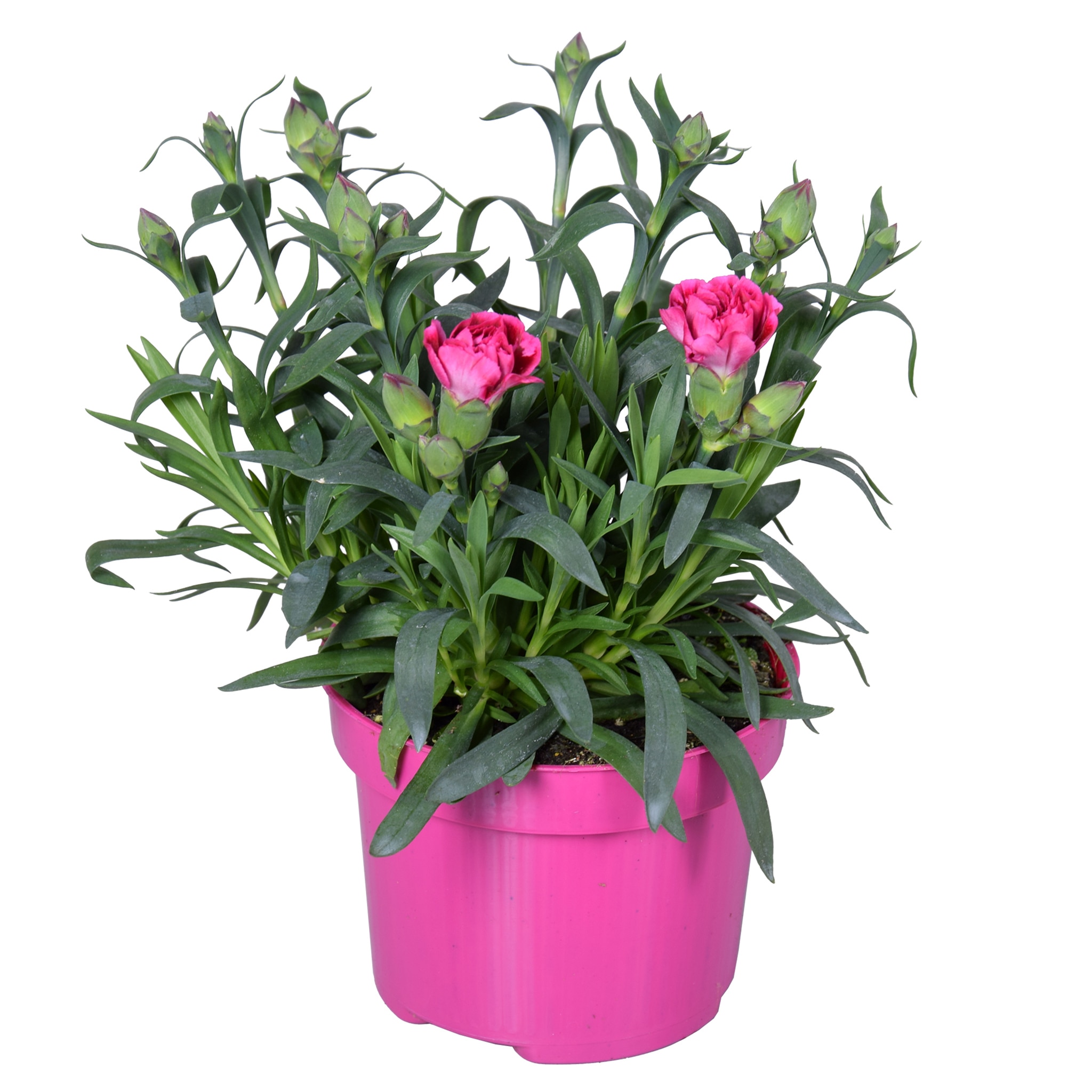 Floare mix Dianthus, in ghiveci, 10.5 cm