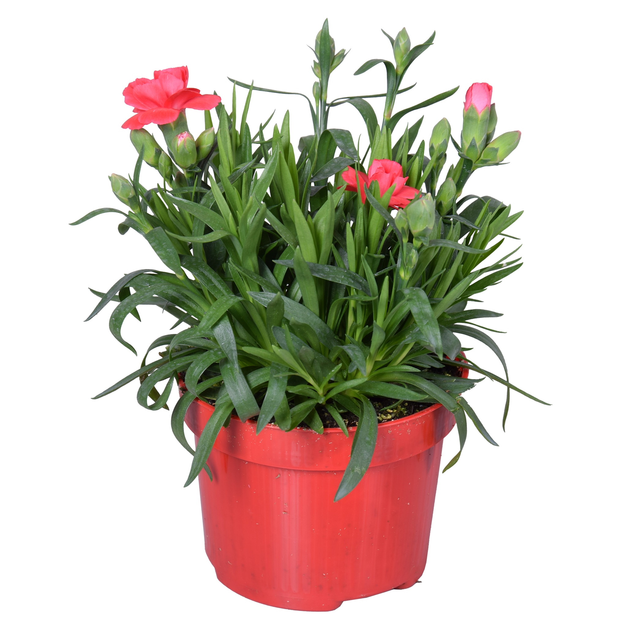 Floare mix Dianthus, in ghiveci, 10.5 cm