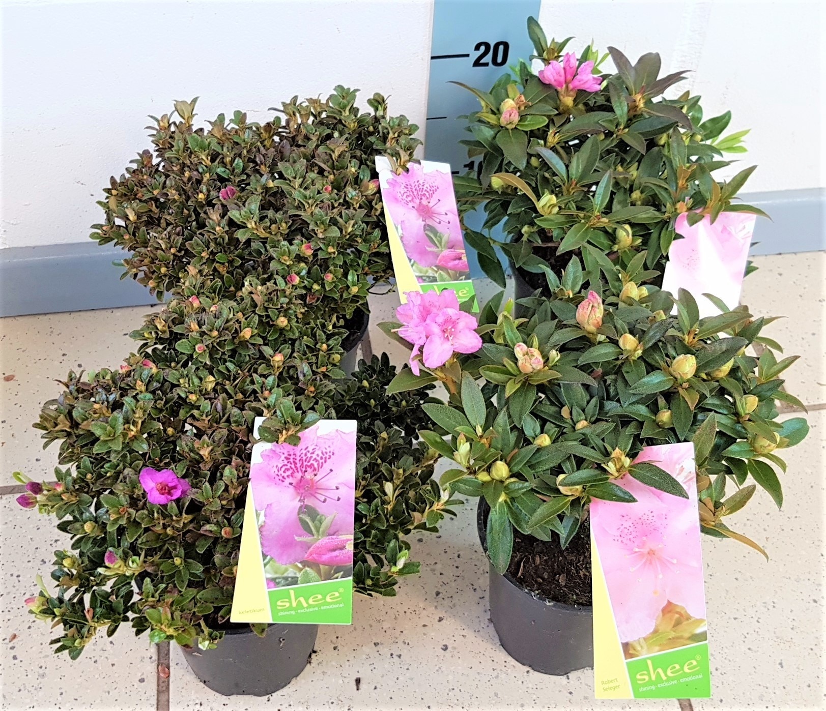 Mix Rhododendron, in ghiveci, 11 cm