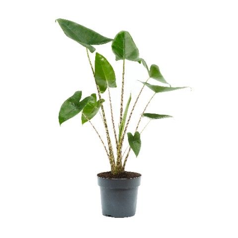 Alocasia Zebrina Elephant Ear