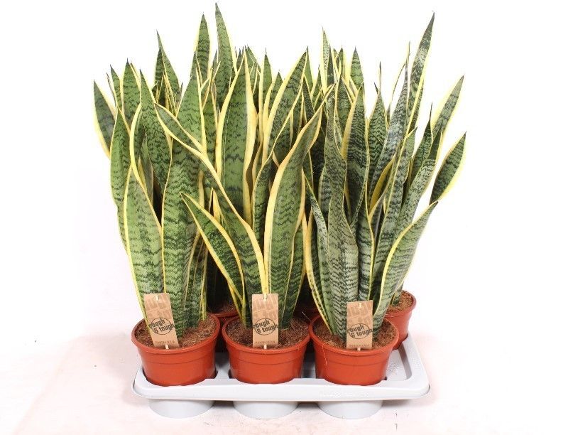 Sansevieria Laurentii
