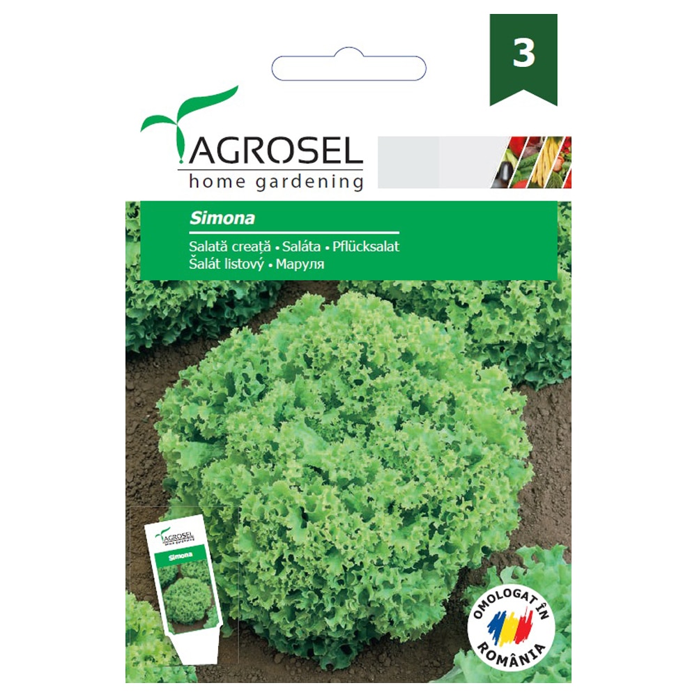 Salata creata alba Simona