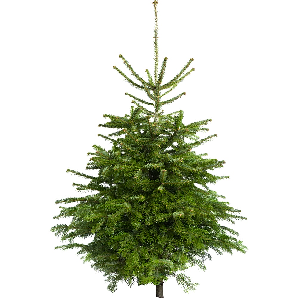 Brad natural, Nordman, 90-120 cm