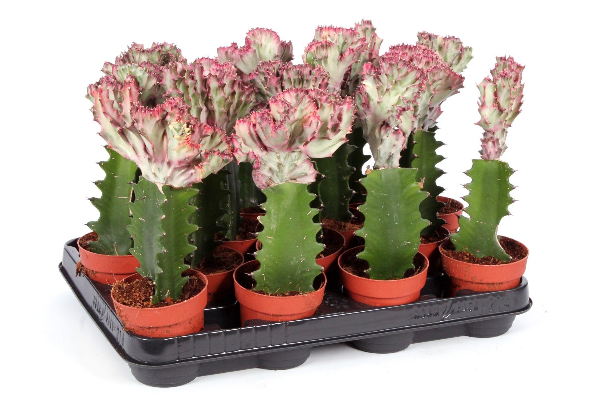 Euphorbia Lac Cristata