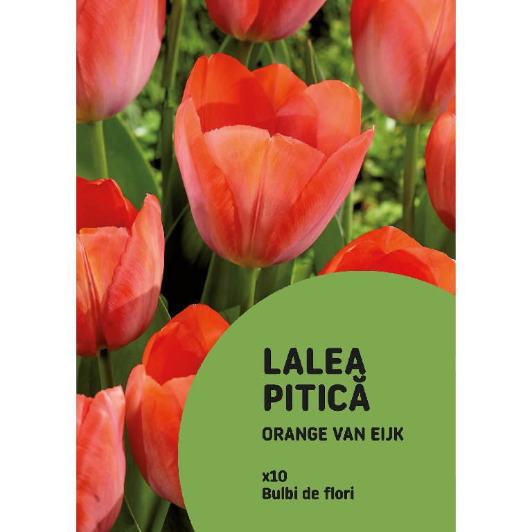 Bulbi VERVE Lalele Van Ejik, portocaliu