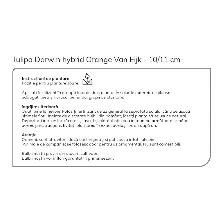 Bulbi VERVE Lalele Van Ejik, portocaliu