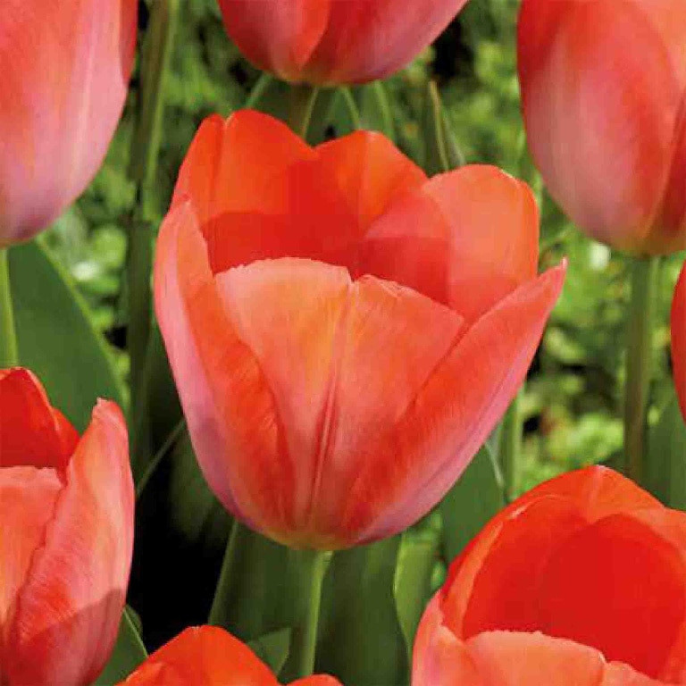 Bulbi VERVE Lalele Van Ejik, portocaliu